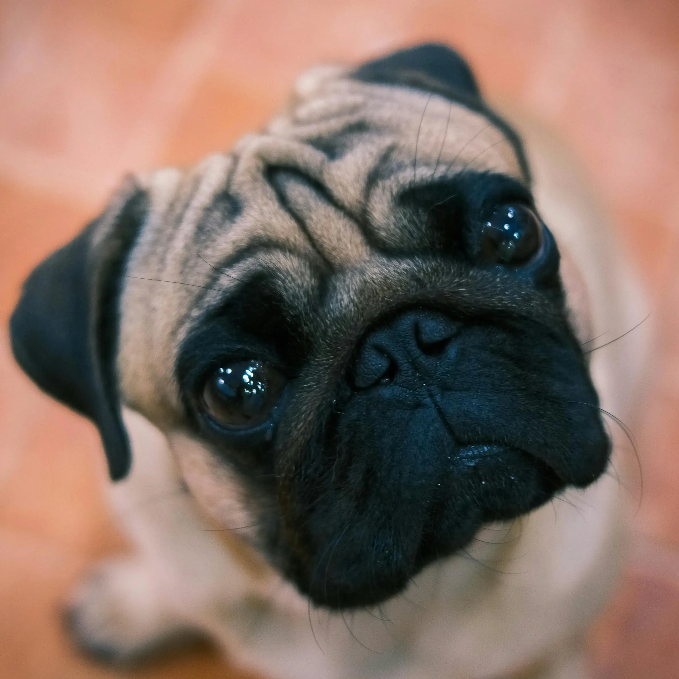 Perro llorando cuando se queda solo en casa.